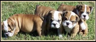 Healthy English Bulldog Puppies For Adoption