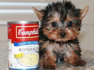 Healthy Teacup Yorkie Puppies For Adoption Contact Via (evelynna1000@yahoo.com)