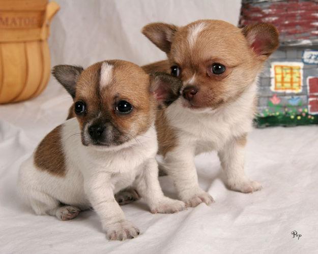 lovely and cute chihuahua puppies