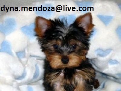 Male And Female Yorkie Puppies(dyna.mendoza@live.com)