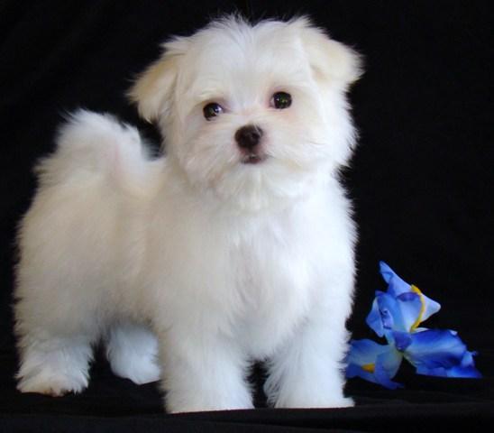 Cute And Lovely Female Maltese Puppy Are Ready For Free Home Adoption