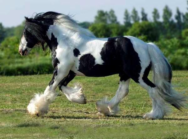 Amazing 5 and 6 years old gypsy horses for you