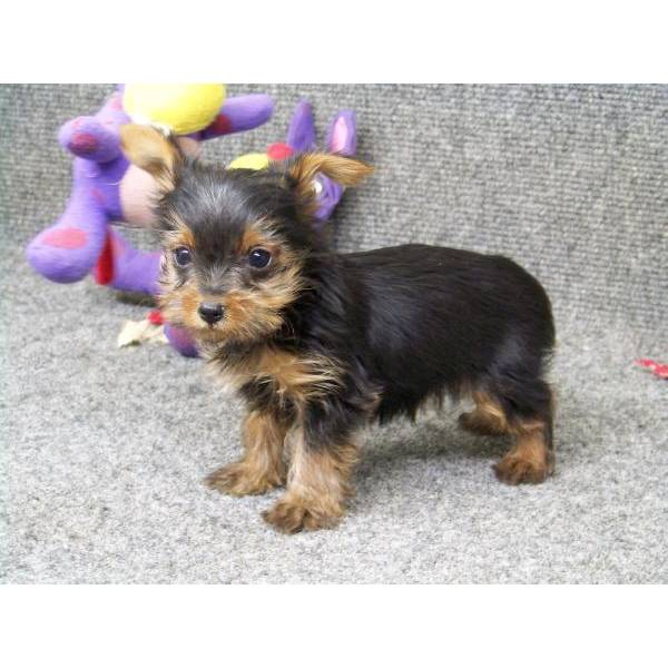 MINI TOY TEACUP YORKIES