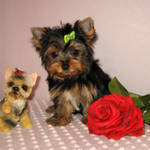 Best Yorkie Puppies for Urgent Adoption