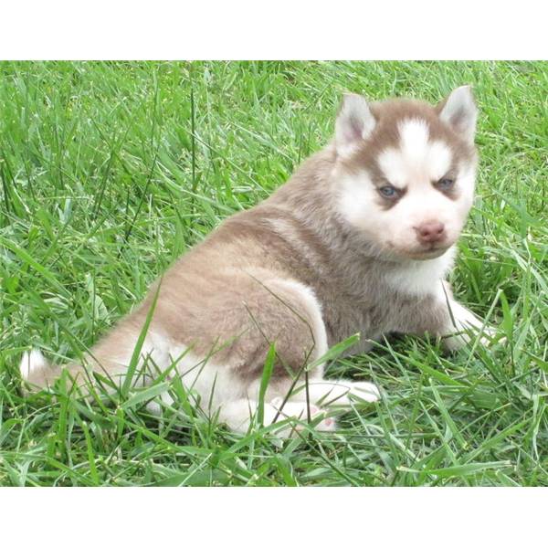 Certified Purebred Blue Eyes Siberian Husky Puppies