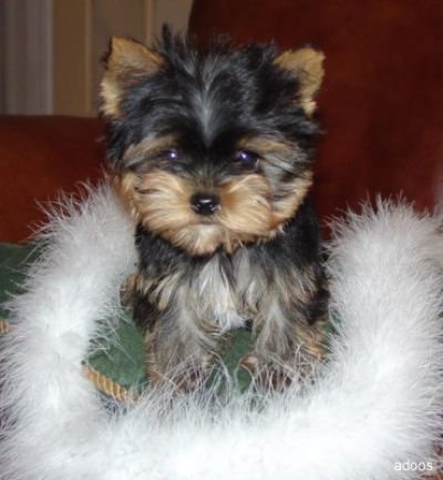 Adorable Teacup Yorkie Pups