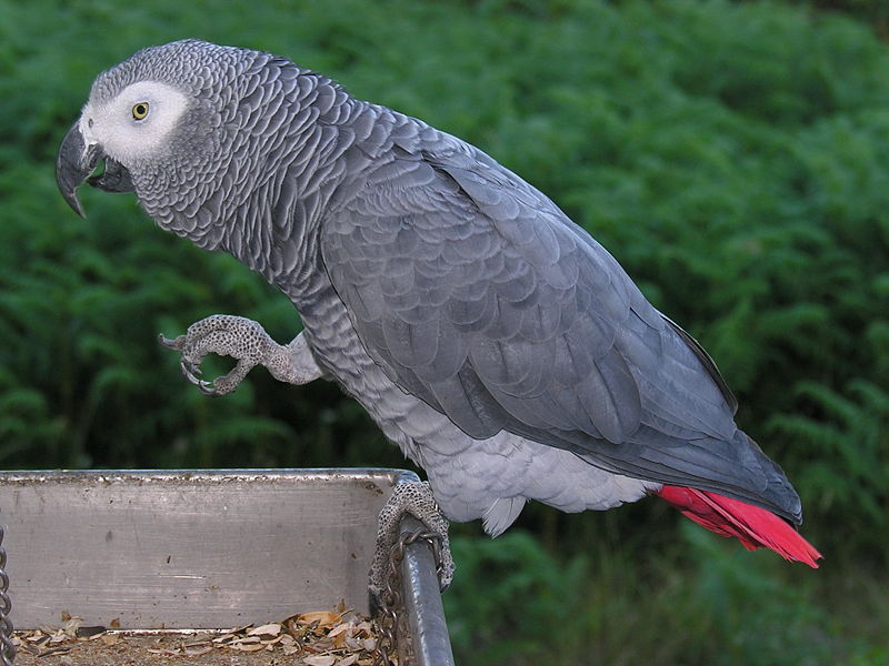 Cute african grey parrots