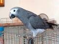 african grey parrots