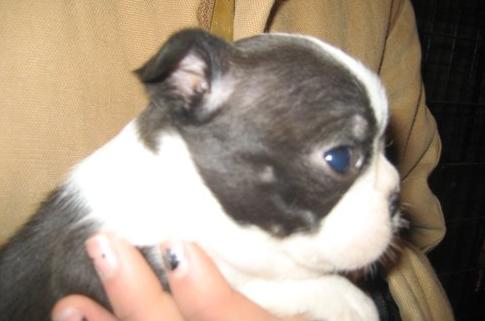 Outstanding Boston Terrier Puppies For Lovely And Wonderful Homes