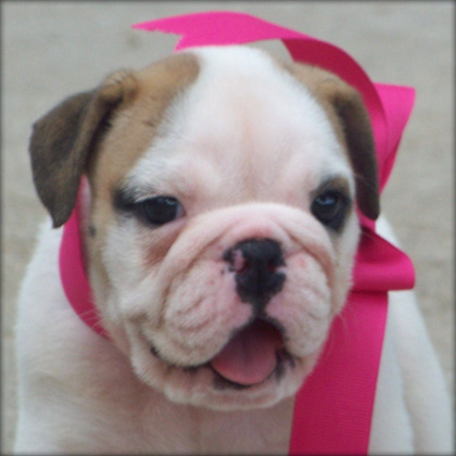 Gorgeous English bulldog for adoption