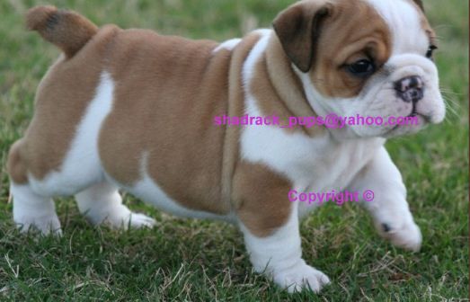 GORGEOUS ENGLISH BULLDOG PUPPIES FOR FREE ADOPTION