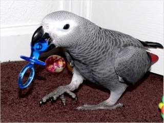 Super Intelligent Congo African Grey Parrots For Free Adoption