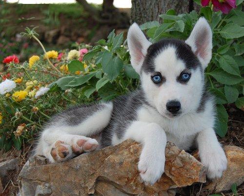 Blue Eyes Siberian Husky Puppies For Free Adoption