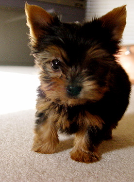 Three Cute and Adorable Yorkie