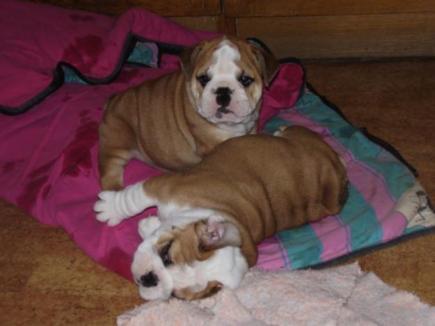 Gorgeous, AKC registered purebred English Bulldog puppies