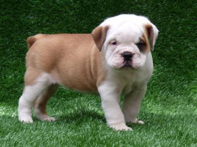 English bulldog puppies