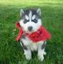 cute Siberian husky puppies by name Jake and sheila