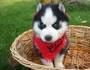 two cute Siberian husky puppies by name Jake and sheila the are well train