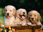 Cute goldern retreiver puppies for adoption.