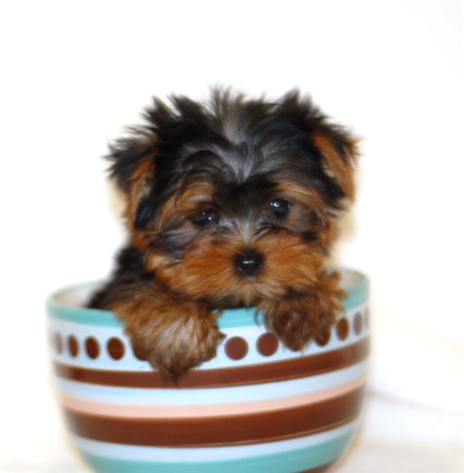 teacup yorkies for adoption