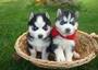 cute Siberian husky puppies for adoption