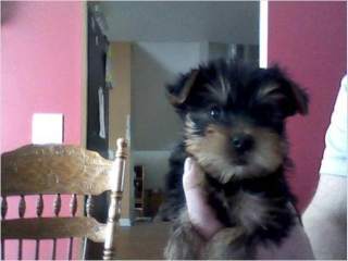 AKC Registered Yorkie Puppies