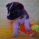 Akita  pup[pies for sale for caring home