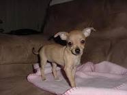 two healthy chihuahua puppies