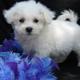 sweet and caring Bichon Frise  puppies for sale