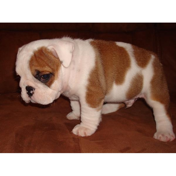 ROLF AND VELMA ~ DARLING AKC BULLDOG PUPPIES ~ SHIPPING INCLUDED!