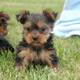 FreeT-Cup Yorkie Puppies For Adoption