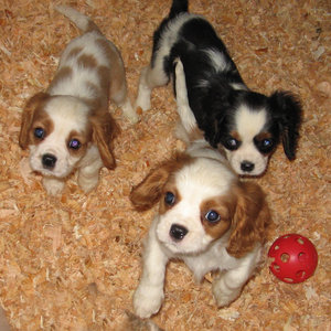 lovely and adorable cute maltase puppies