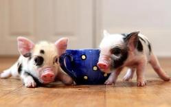 Micro Baby Piglets For Sale