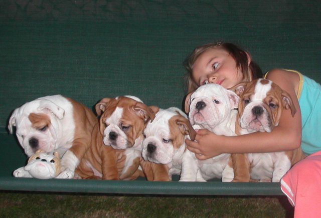 WOW!!! English Bulldog Puppies For Free Adoption