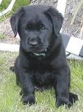 male and female registered african black puppies ready for a good caring home