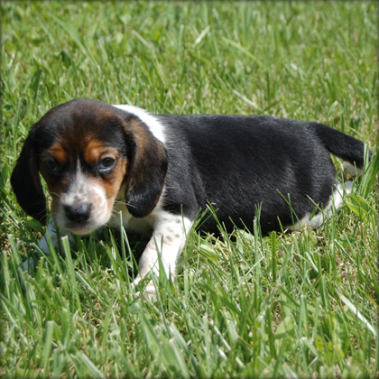 Outstanding beagle puppies for loving homes