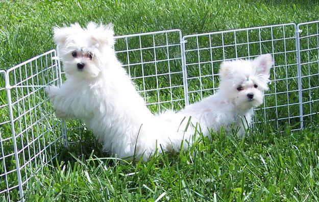 Affectionate Male And Female Maltese Puppies  for new home