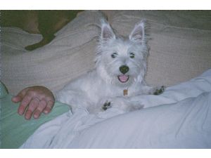 West Highland White Terrier Puppies for sale