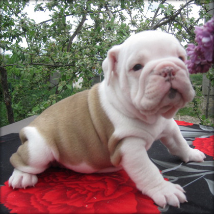 Precious english bull dog puppies now available