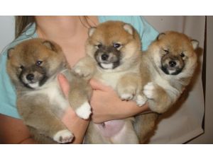 Pretty Shiba-Inu Puppies for sale
