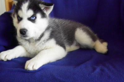 Amazing Cute Siberian Husky Puppies Now Available