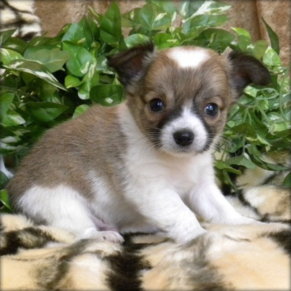 cute chihuahua puppies for sale