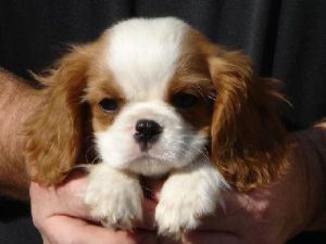 Cavalier King Charles Spaniel Puppies for sale