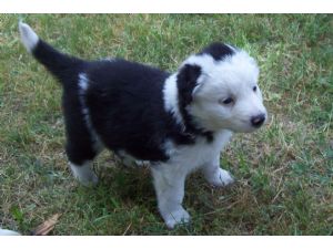 Perfect Border Collie Puppies for sale