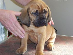 Gorgeous Bloodhound Puppies for sale