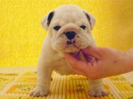 good looking english bulldog puppies for free adoption