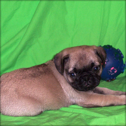 Pug puppies available for adoption