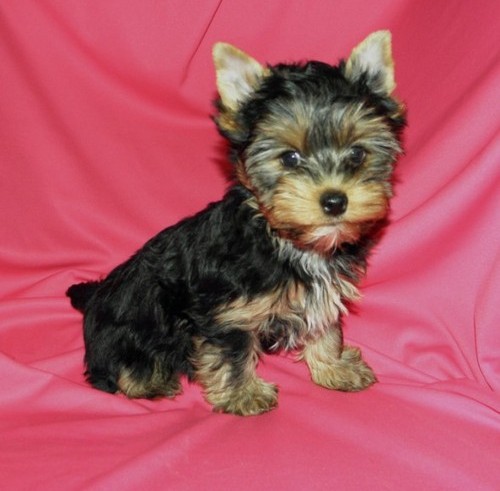 AKC registered tea cup yorkie puppies