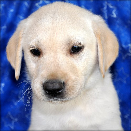 sweet labrador retriever puppies awaiting re homing