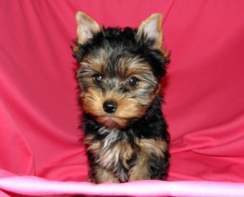 putty trained yorkie puppies